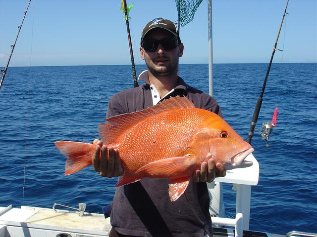 Nice Red Emperor Nice Red Emperor
